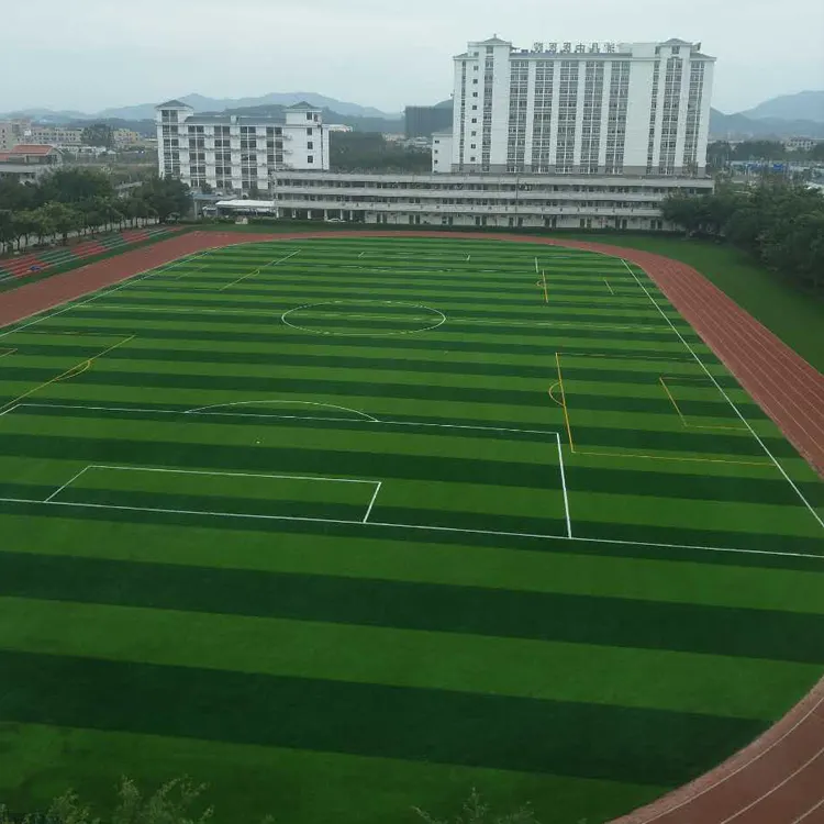 学校操场草皮